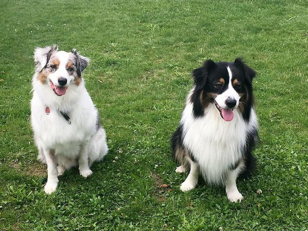 Zwei Hunde sitzen auf einer Wiese.