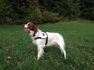 Hund auf Wiese mit Malteser Halsband